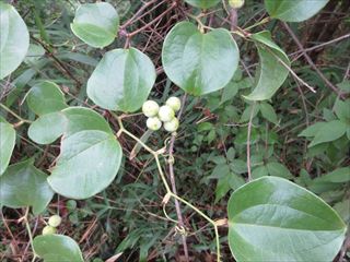 サルトリイバラ